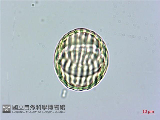 金不換、金牛草藏品圖，第1張