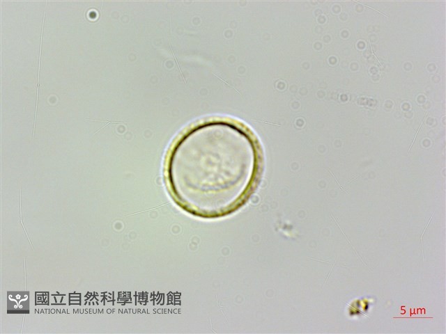 糯米團藏品圖，第1張
