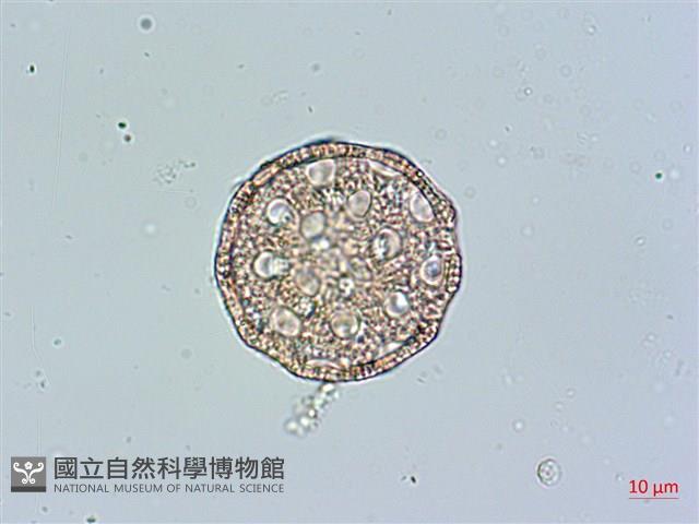 玉山蠅子草藏品圖，第2張