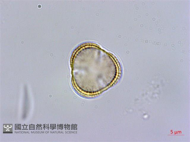 台灣筷子芥藏品圖，第2張