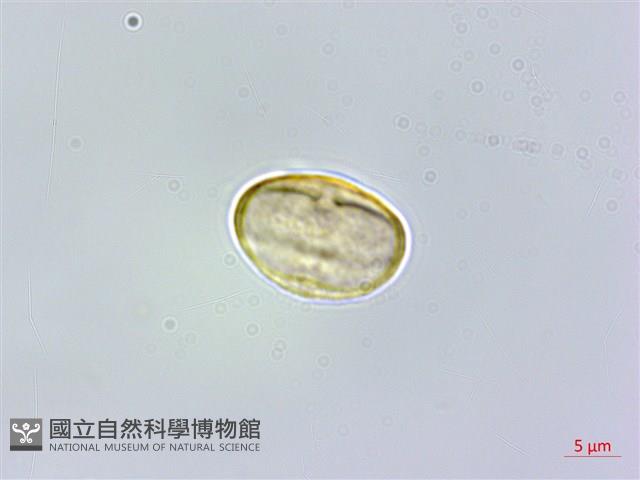 登錄號:S006573藏品圖，第1張