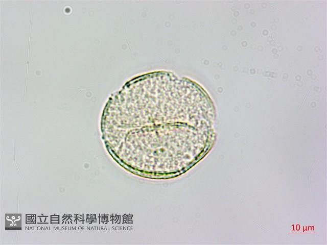 水辣菜、禺毛茛藏品圖，第1張