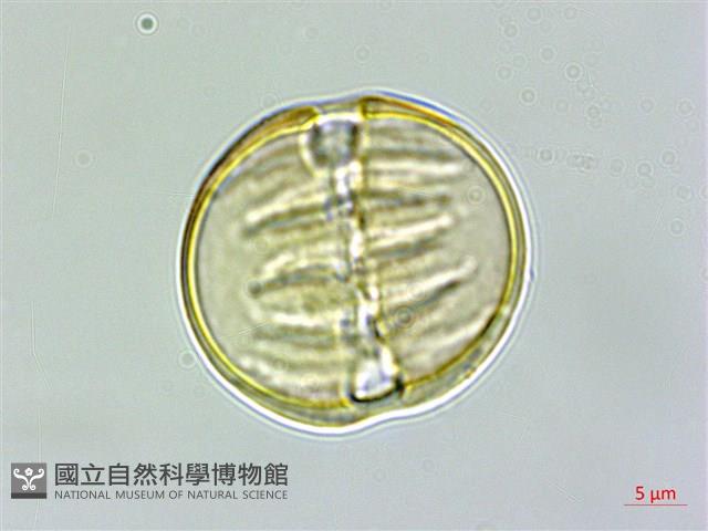 圓錐花遠志藏品圖，第1張