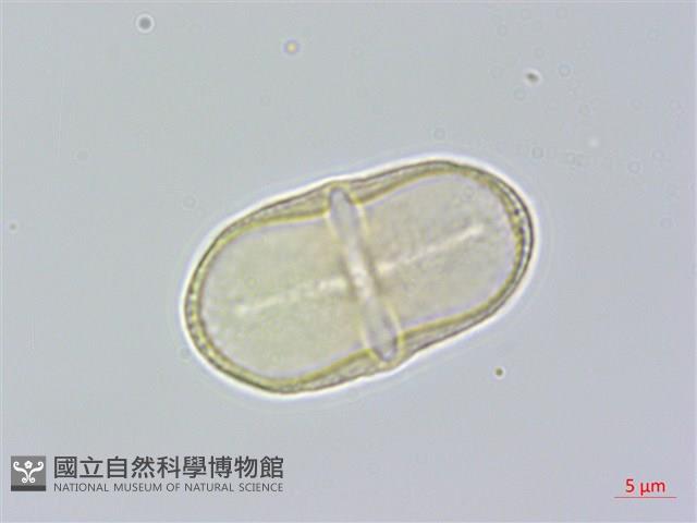 玉山當歸藏品圖，第1張