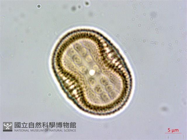 爵床藏品圖，第1張