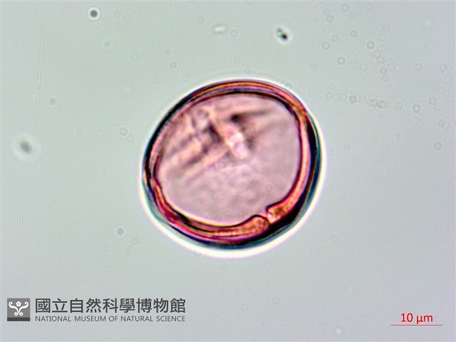 長果月橘藏品圖，第2張