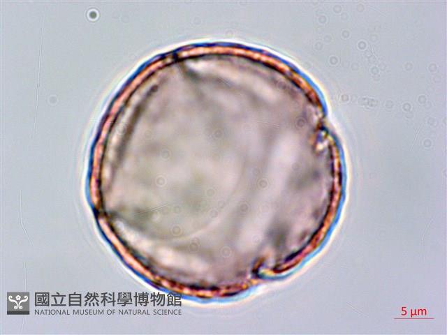 臺灣黃菫藏品圖，第1張