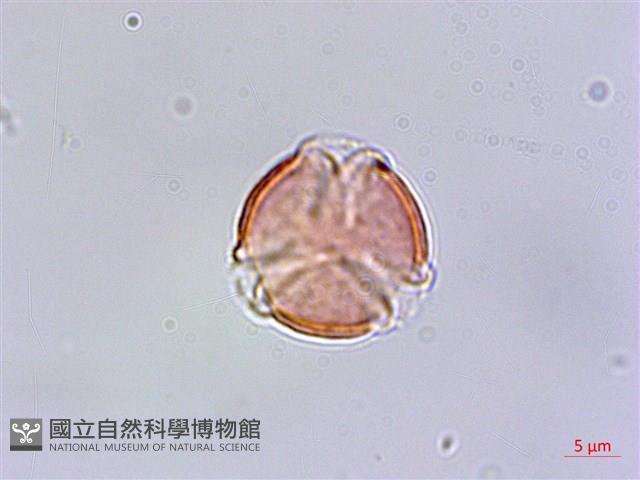 台灣佛甲草、石板菜藏品圖，第2張