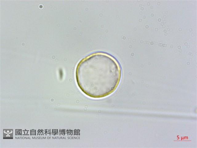 密花苧麻、木苧麻藏品圖，第1張