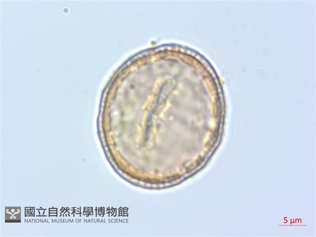 巴氏鐵線蓮藏品圖，第1張
