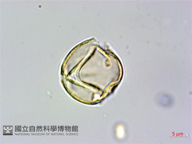 刺莓藏品圖，第1張