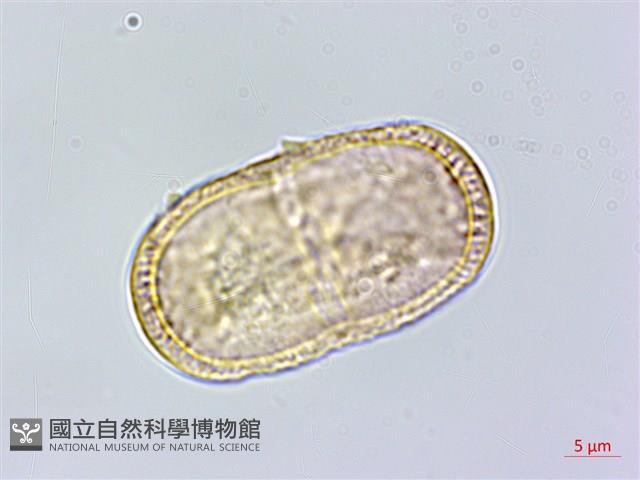 登錄號:S120127藏品圖，第1張