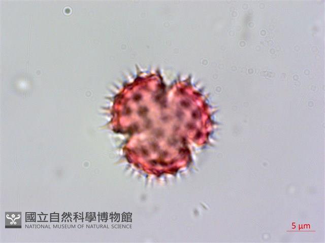 野茼蒿藏品圖，第2張