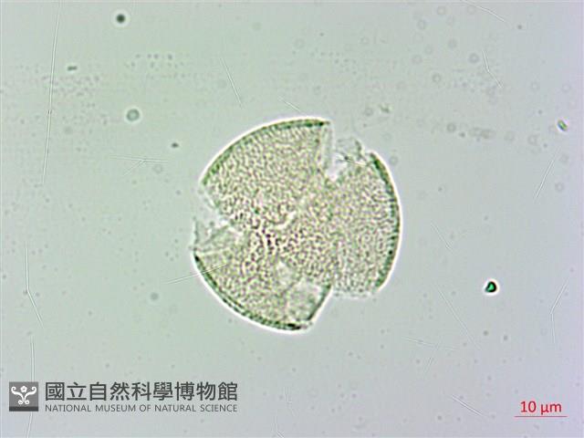 日本商陸、圓果商陸藏品圖，第1張