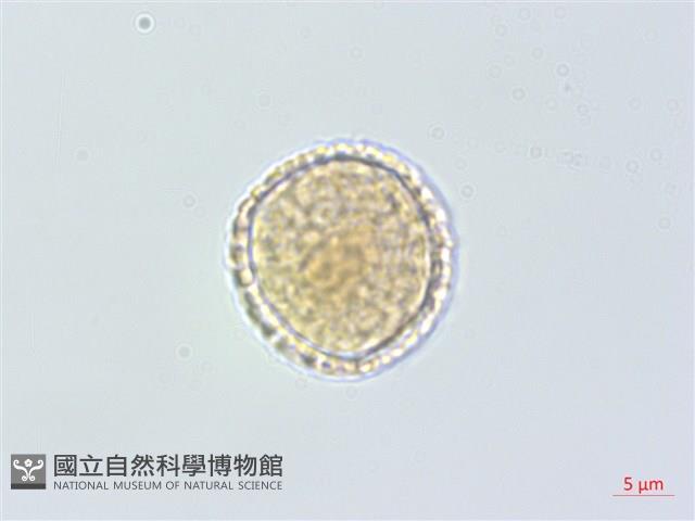 裡白菝契藏品圖，第1張