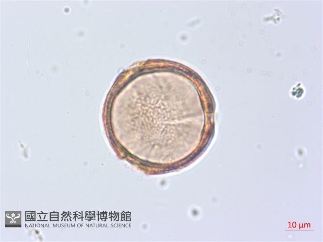 廣東山葡萄藏品圖，第1張