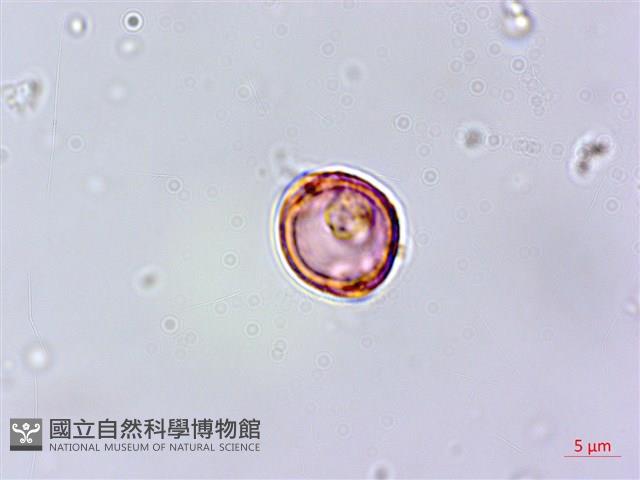 紅頭鐵莧、蘭嶼鐵莧藏品圖，第2張