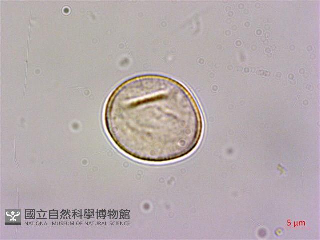 石菖蒲藏品圖，第1張