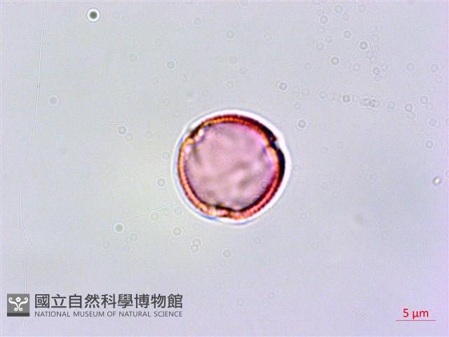 嘴葉鉤藤、鉤藤藏品圖，第1張