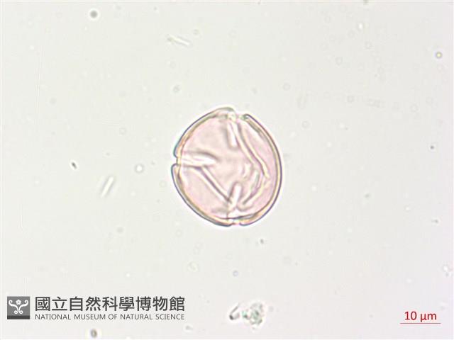 燈籠草藏品圖，第2張