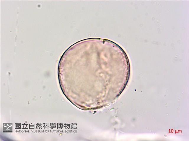 狗尾草藏品圖，第2張