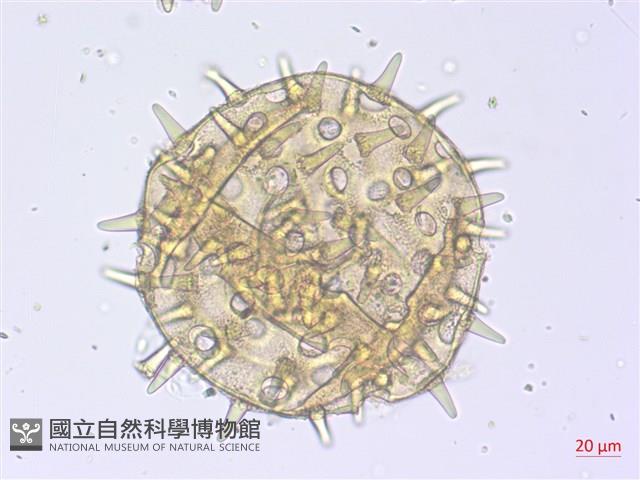 黃蜀葵, 蘭嶼香葵藏品圖，第1張