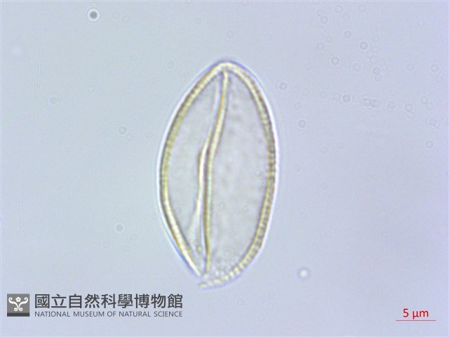 束心蘭藏品圖，第1張