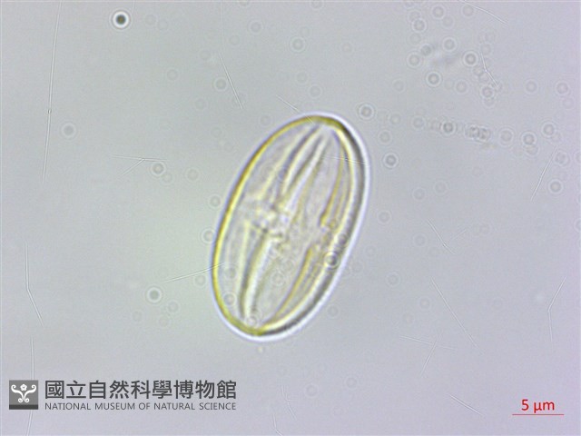 岩生秋海棠藏品圖，第1張