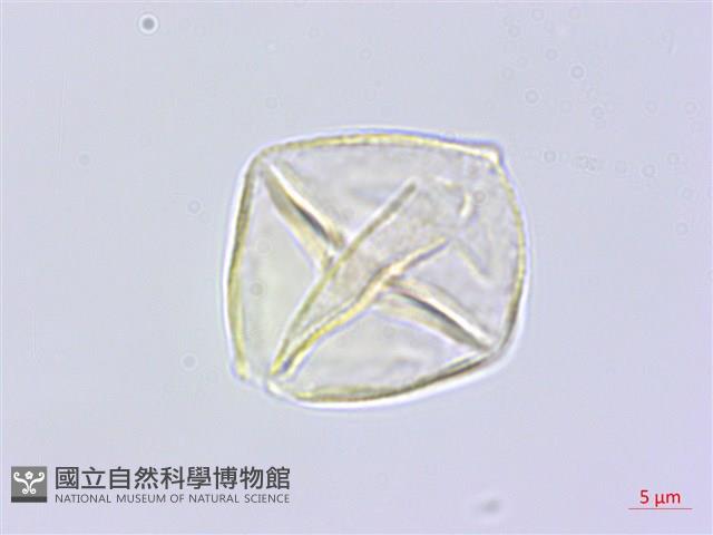 雙子野百合藏品圖，第1張