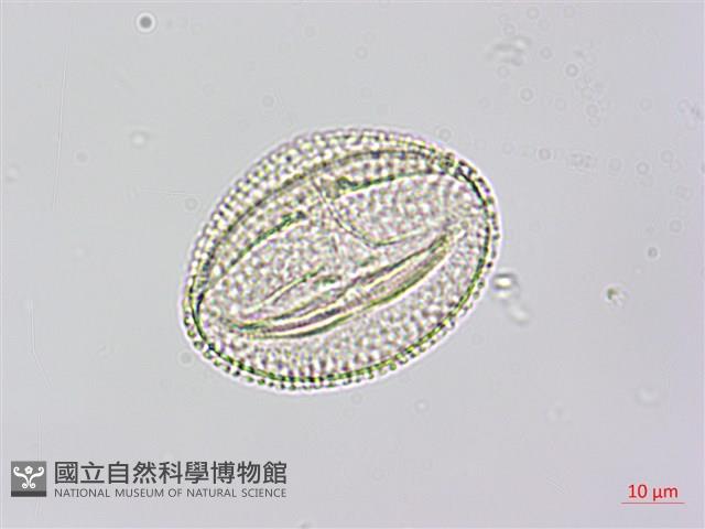 紅瓜藏品圖，第2張