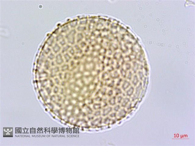 壺花莢迷藏品圖，第1張