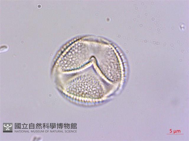 冇骨消藏品圖，第2張