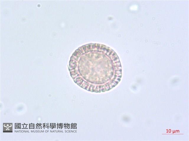 南嶺蕘花藏品圖，第2張