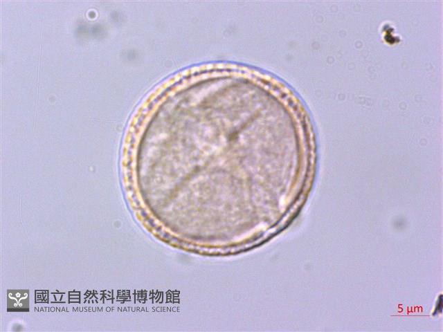 灰背清風藤藏品圖，第1張