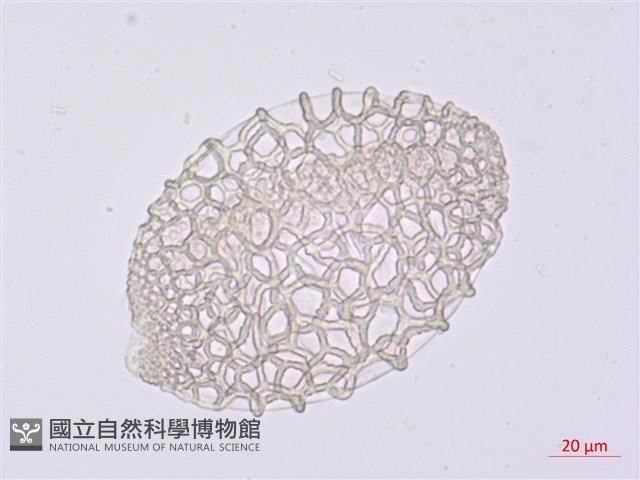 臺灣百合藏品圖，第1張