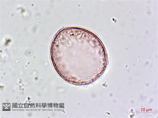 臺灣油點草藏品圖，第1張