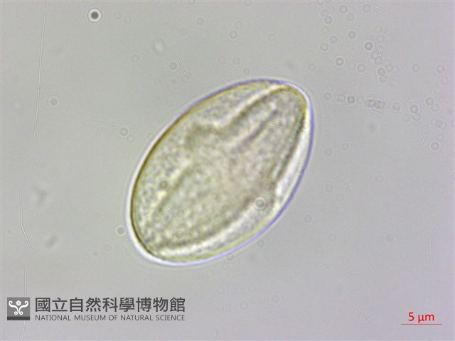 溪頭秋海棠藏品圖，第2張