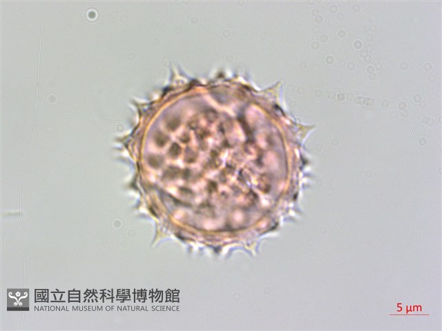 桃園馬蘭藏品圖，第2張