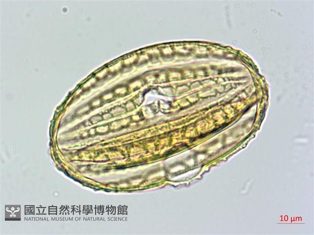 蘭嶼馬藍藏品圖，第2張