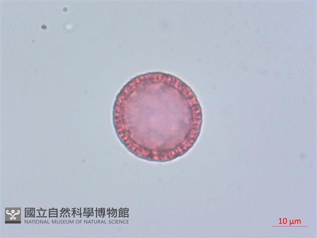 南嶺蕘花藏品圖，第2張