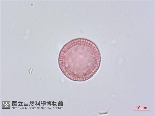 南嶺蕘花藏品圖，第2張