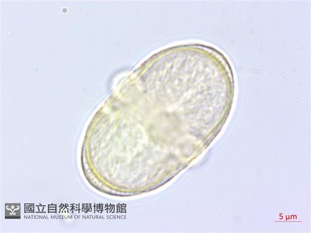 川滇蒿本藏品圖，第1張