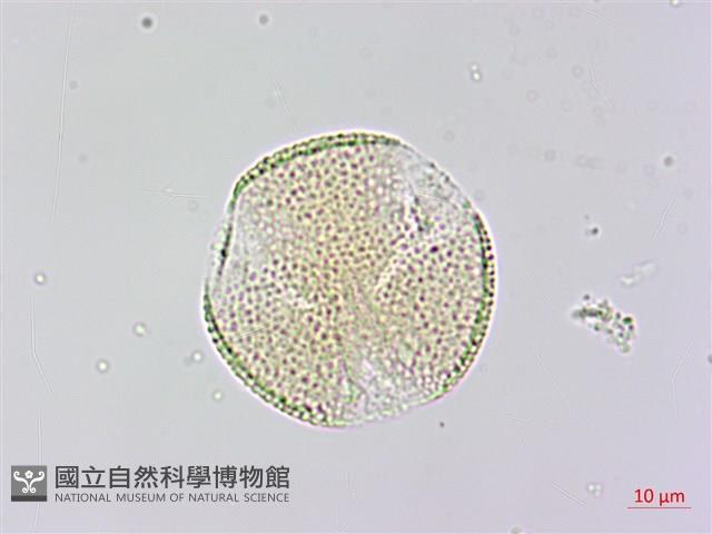 木荷藏品圖，第2張