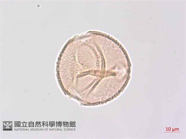 省沽油藏品圖，第1張