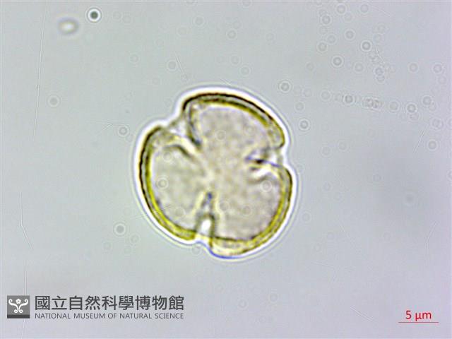 圓果青剛櫟藏品圖，第2張