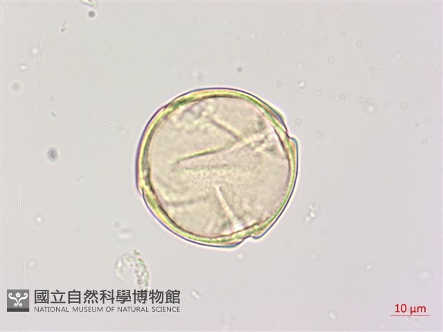 楝、苦楝藏品圖，第2張