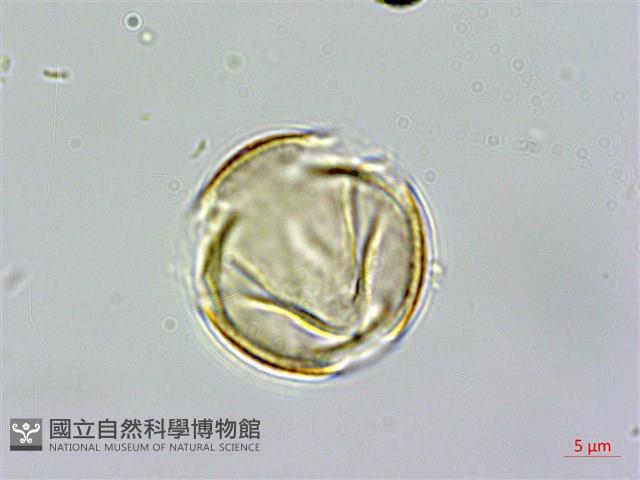 雙花金絲桃藏品圖，第1張