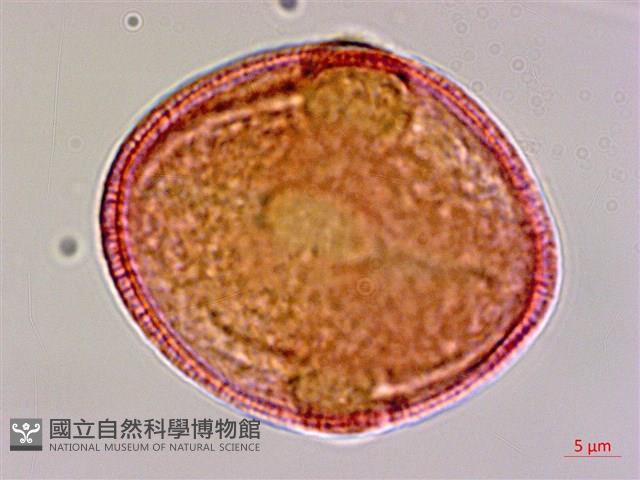 山麻、長蒴黃麻、埃及國王菜藏品圖，第1張
