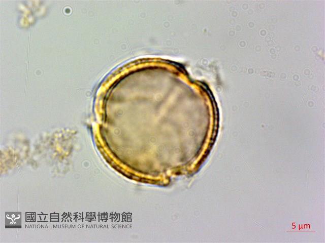 石苓舅藏品圖，第1張