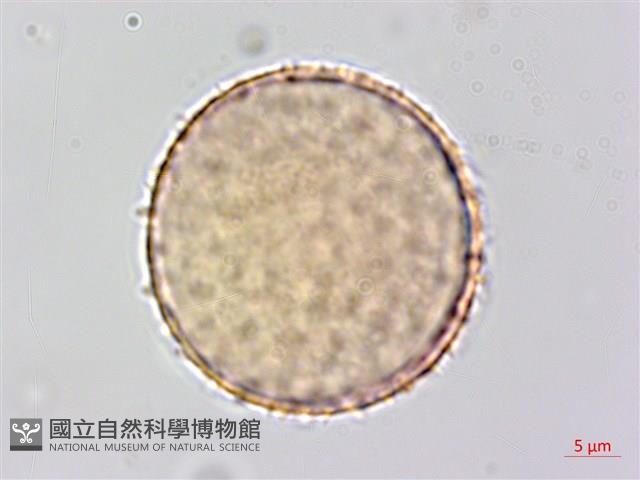 菝契藏品圖，第1張